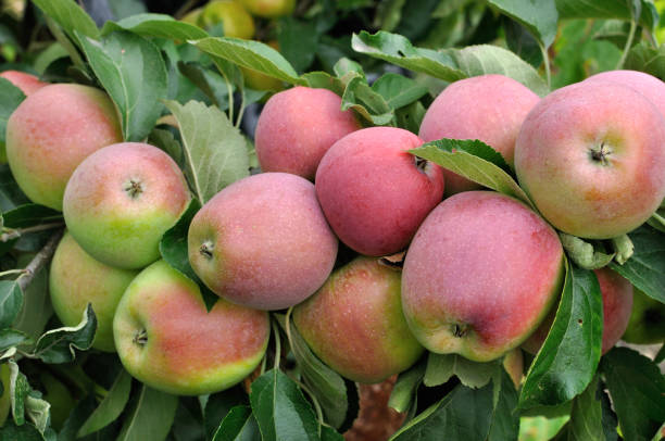 istock close-up of red organic apples 1264085979