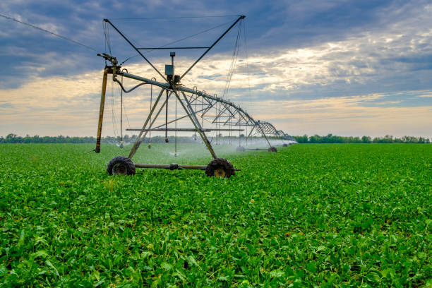 istock Watering beets in a large field using a self-propelled sprinkler system with a center swing. Modern agricultural technologies. Industrial production of agricultural crops. Copy space 1264087747