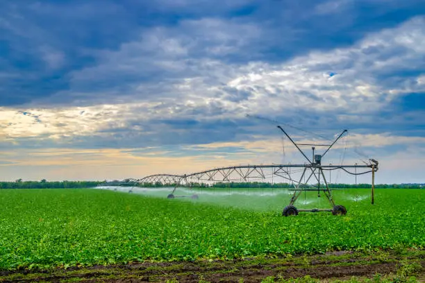 Photo of Watering beets in a large field using a self-propelled sprinkler system with a center swing. Modern agricultural technologies. Industrial production of agricultural crops. Copy space