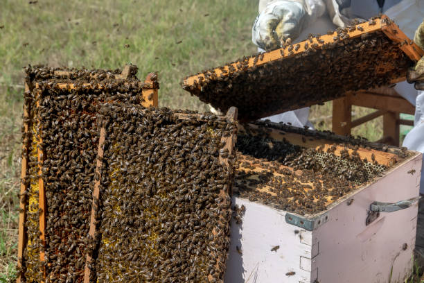 istock Beekeepers working to collect honey 1264089210