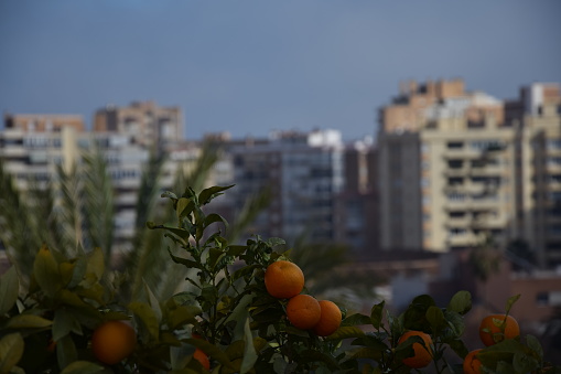 Tangerine garden in a sunny day with trees full of ripe tangerines