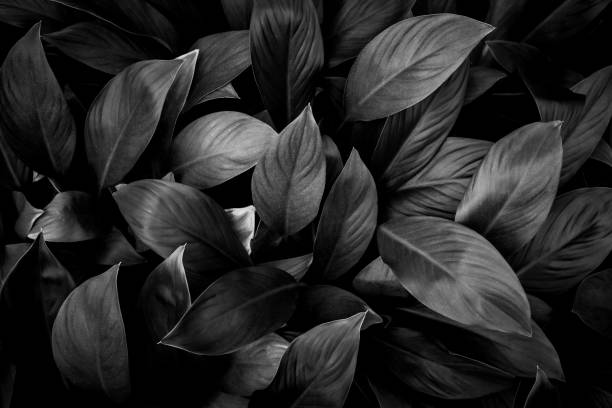 istock closeup nature view of leaf background 1264090472
