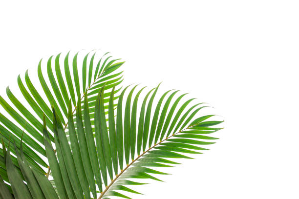istock tropical coconut leaf isolated on white background 1264090627