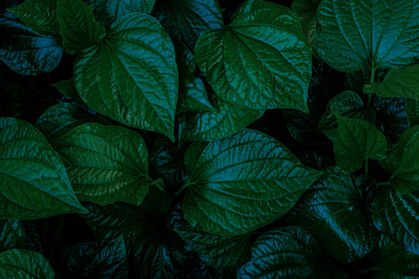 istock closeup nature view of leaf background 1264090698