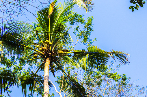 Coconuts in tropical palm trees in a tropical jungle of the Mayan Riviera of Mexico, this is a place with vegetation with lots of foliage. Coconut and palm trees concept.