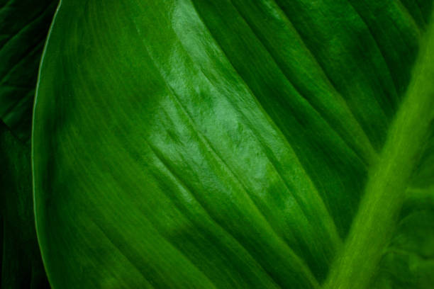 istock closeup nature view of leaf background 1264091036