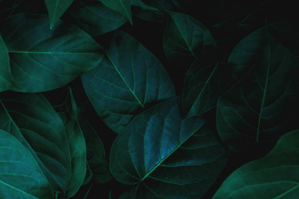 istock closeup nature view of leaf background 1264091174