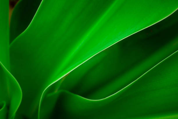 istock closeup nature view of leaf background 1264091190