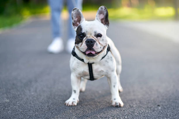 istock French bulldog posing on ground in park. 1264092196