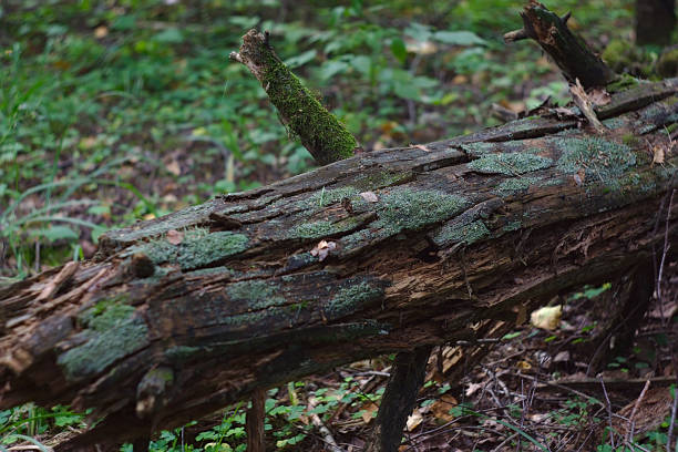 istock mossy remains of a long-fallen spruce tree 1264092319
