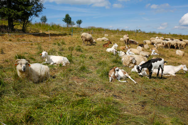 istock herd of goats and sheep 1264092442