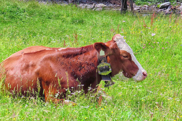 single brown cow on a farm meadow (Austria)