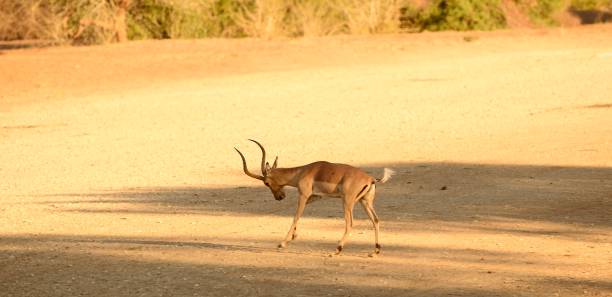 impala antelope - kruger national park panoramic gazelle impala imagens e fotografias de stock