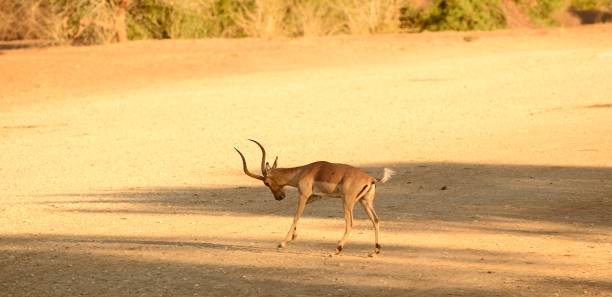 импала антилопа - kruger national park panoramic gazelle impala стоковые фото и изображения