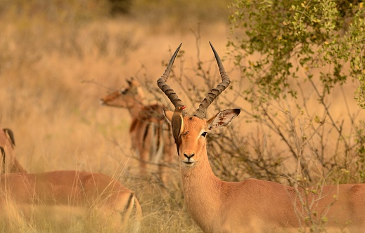 A medium sized antelope found in eastern and southern Africa.