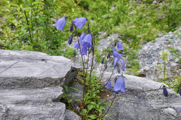 Campanula lasiocarpa, also known as the mountain harebell, bluebell or Alaska harebell, is a plant native to the northwestern portion of North America.  It is a member of the genus Campanula, commonly known as bellflowers in the family Campanulaceae.