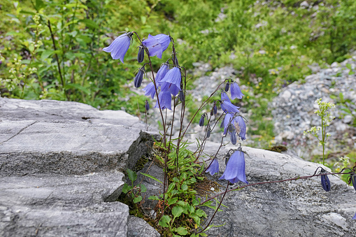 alpine Blue bell flower in blossom (Campanula alpina). Austrian alps.