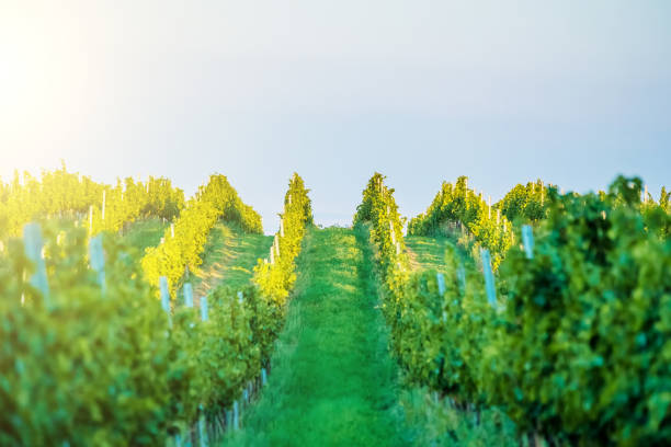 istock Sunshine grapes plantation 1264093994