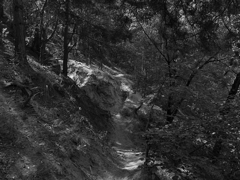 Sunny forest scenery in monochrome