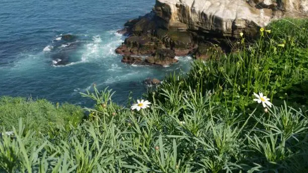 Photo of Simple white oxeye daisies in green grass over pacific ocean splashing waves. Wildflowers on the steep cliff. Tender marguerites in bloom near waters edge in La Jolla Cove San Diego, California USA