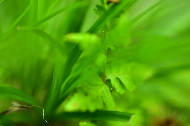 Green fern plants