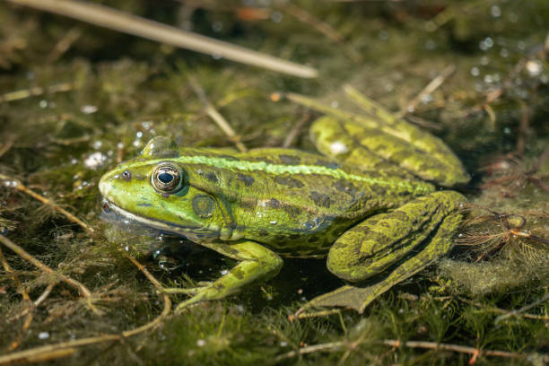 istock A green water frog sunbathing on a  water lily pad 1264096869