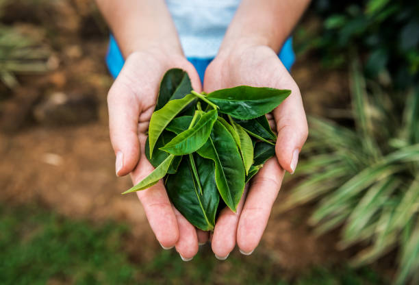 üppige teeblätter in den menschlichen händen - tea crop picking agriculture women stock-fotos und bilder