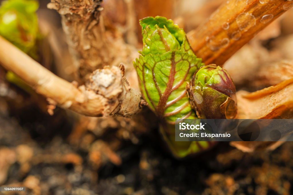 Hydrangea Budding New Growth Of Budding Hydrangea Leaves Stock Photo - Download Image Now ...