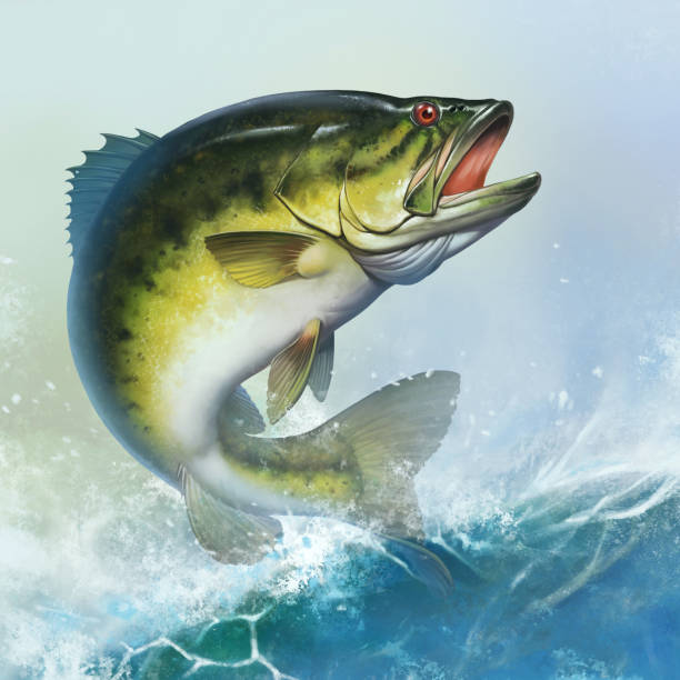 Largemouth Bass jumps out of water realistic illustration. Largemouth Bass jumps out of water realistic illustration. Big bass perch fishing in the usa on a river or lake at the weekend. Square background mobile version of a wave of a lake sunny day. black sea bass stock illustrations