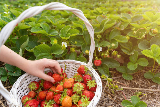 istock strawberry growing picked berries in basket. 1264097911