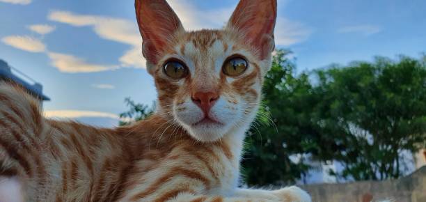 istock Portrait of a cat. 1264098177