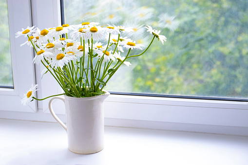 Chamomile Bouquet in a vase on the window