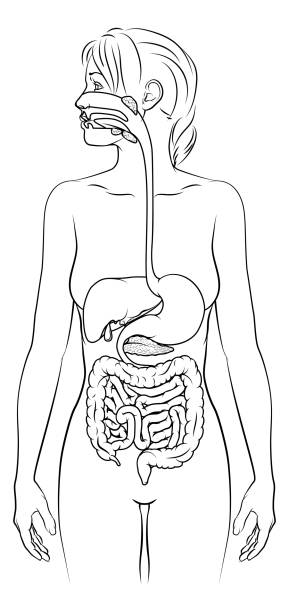 illustrations, cliparts, dessins animés et icônes de diagramme d’anatomie de femme de système digestif humain - intestin grêle humain