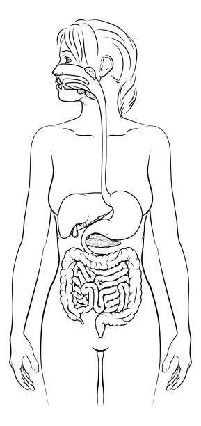 illustrazioni stock, clip art, cartoni animati e icone di tendenza di diagramma di anatomia femminile del sistema digestivo umano - alimentary