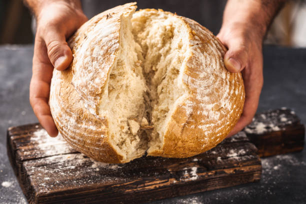 male baker breaks freshly baked loaf bread - country bread imagens e fotografias de stock