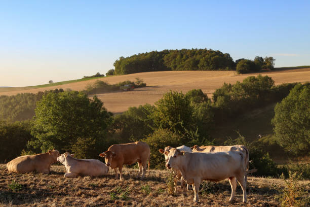 istock Herd of cows in the pasture in summer 1264104244