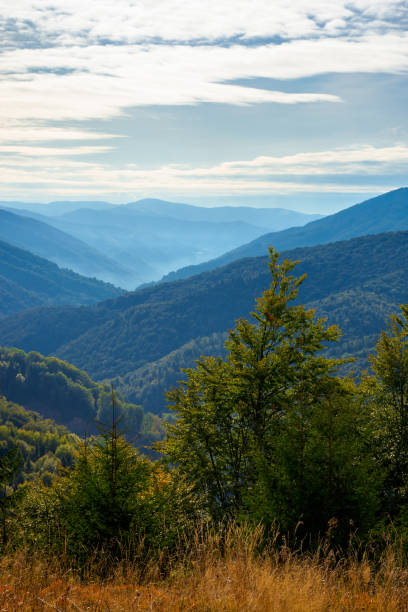 istock spruce forest on the hillside meadow 1264104456