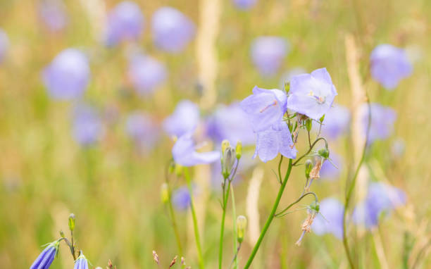 Harebells, a blue bellflower or (Campanula), is a British wildflower commonly found in dry grasslands, both in acid and in calcareous soils. This specimen is flourishing on Mitcham Common, a conseravtion area in Surrey, England.