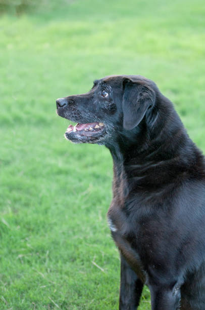 istock Beautiful profile of a black lab 1264105896