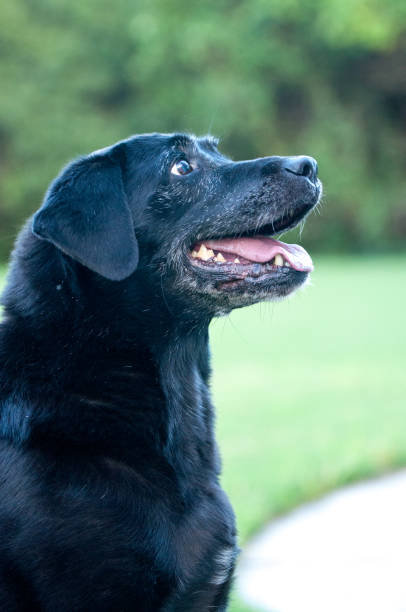 見事なシニアブラックラブラドールレトリバー - dog black labrador retriever animal nose ストックフォトと画像