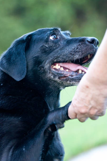 istock Stunning senior black Labrador Retriever shaking hands 1264105940
