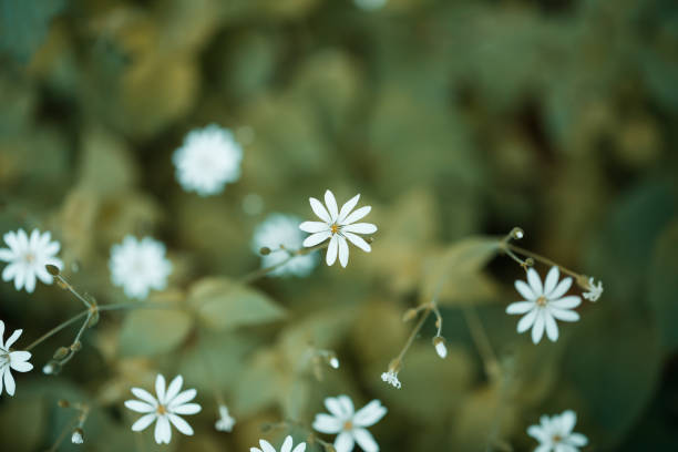 маленький белый цветок на ложе листьев посреди древнего леса дикой древесины - close up flower high contrast spring стоковые фото и изображения