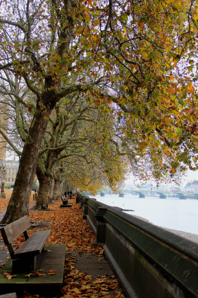 istock Autumn in London. Empty bench on a river. 1264110213