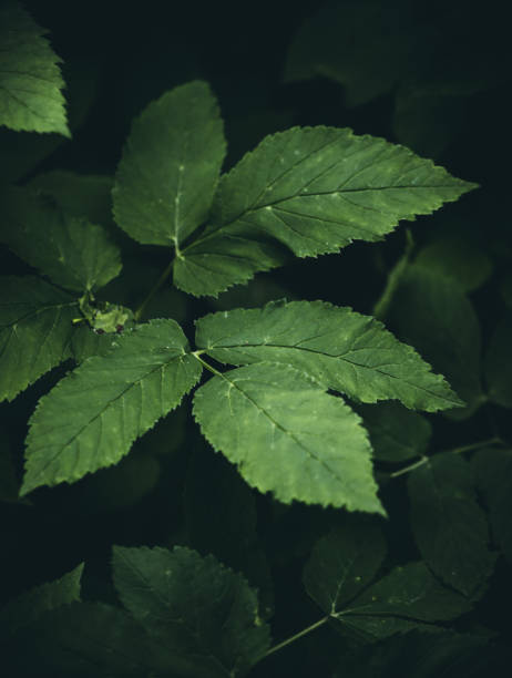 istock Close up of green leaves hanging from a tree, black background, abstract pattern 1264110431