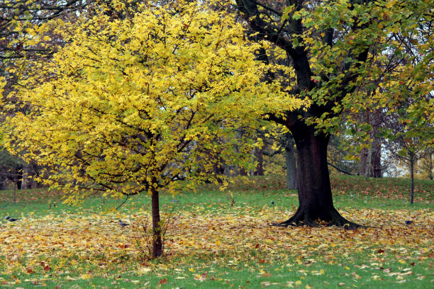istock Yellow trees in autumn park. 1264110506