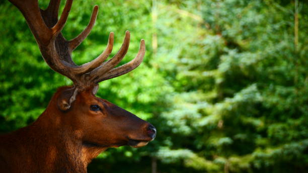 istock Male wapiti in close-up profile with a text space 1264111758