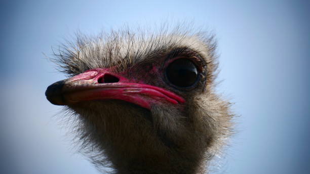 istock Ostrich head in close-up profile 1264112102