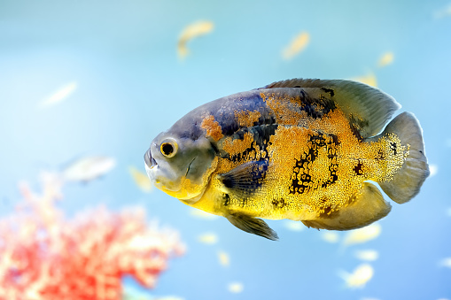 Sea fish Pompano (Trachinotus blochii) in the sea.