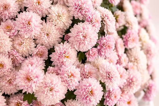 pink crysanthemums background