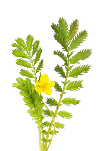 Silverweed Silverweed, Argentina anserina, flower and foliage isolated against white potentilla anserina stock pictures, royalty-free photos & images